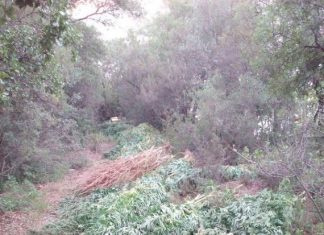 Εντοπίστηκε χασισοφυτεία με 383 δενδρύλλια στο Πραντικό