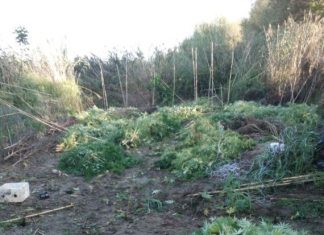 Μεγάλη χασισοφυτεία εντοπίστηκε στη Νεάπολη Αγρινίου