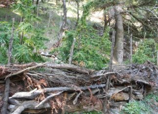 Xασισοφυτεία στο Πατιόπουλο Βάλτου