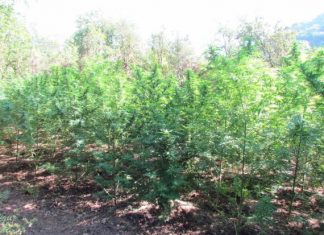 Φυτεία με 1.534 δενδρύλλια χασίς σε ορεινή περιοχή μεταξύ Ναυπακτίας και Φωκίδας