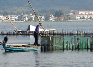 Μεγάλες ζημιές στα ιχθυοτροφεία της λιμνοθάλασσας Μεσολογγίου – Αιτωλικού