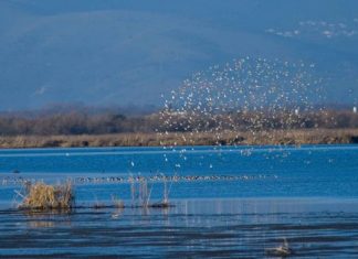Το μεγάλο πρόβλημα του ευτροφισμού στον Αμβρακικό