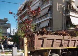 Μεσολόγγι : Φεύγουν οι κατεστραμμένοι φοίνικες – Νέα δένδρα στη θέση τους