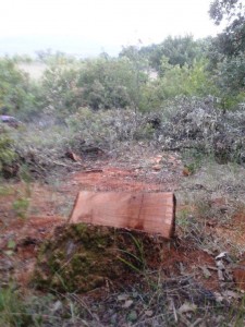 πρόσφατη παράνομη υλοτομία - περιοχή Λιγοβιτσίου Ξηρομέρου 1