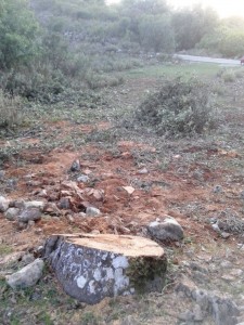 πρόσφατη παράνομη υλοτομία - περιοχή Λιγοβιτσίου Ξηρομέρου 2