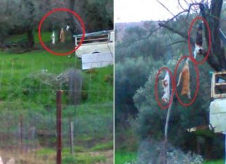 Λυσιμαχία: Συνελήφθη άνδρας στο χωράφι του οποίου βρέθηκαν τρεις γάτες κρεμασμένες