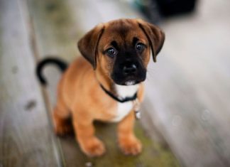 Σπιτάκια, κρεβατάκια και κλουβί μεταφοράς για ευτυχισμένα σκυλιά που αγαπούν τα ταξίδια