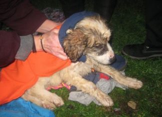 Δηλητηρίασαν κουτάβια στην ταΐστρα του δήμου Αγρινίου