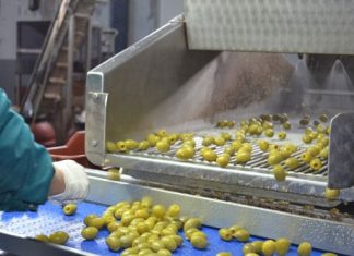 Ξεσηκωμός στο Μεσολόγγι για την τιμή της καλαμών – Μαζεύουν υπογραφές οι αγρότες