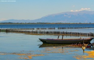 Τα υδάτινα οικοσυστήματα της περιοχής φιλοξενούν χιλιάδες πουλιά