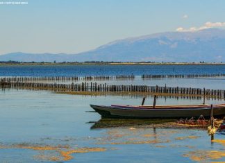 Οι υγρότοποι του Μεσολογγίου και οι φτερωτοί “κάτοικοί” τους
