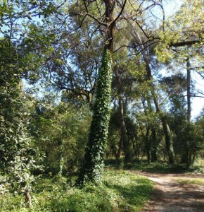 O βλαπτικός κισσός για τα δένδρα επεκτείνεται...