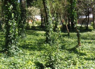 Η εγκατάλειψη του Πάρκου σε εικόνες