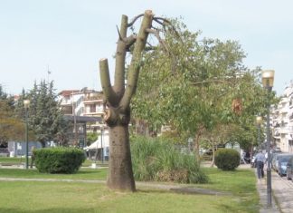 Αγρίνιο και πράσινο : “Φύτεψε κι εσύ ένα δένδρο μπορείς” στο Αγρίνιο όμως;