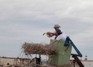 Φορέας Διαχείρισης Λιμνοθάλασσας Μεσολογγίου : «Aγρίεψε για την άγρια ζωή»