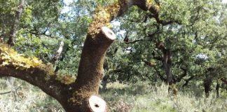 Μέτρα για την παράνομη υλοτομία στο βελανιδοδάσος ζητά ο Δήμαρχος Ξηρομέρου από τους δασάρχες