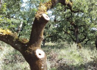 Λαθροϋλοτόμοι έκοψαν αιωνόβιες βελανιδιές στην Παλαιομάνινα