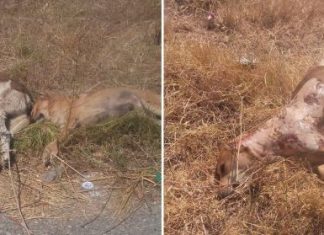 Καταγγέλλουν άγριο βασανισμό σκύλων στο Παναιτώλιο