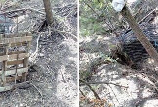 Σύλληψη λαθροθήρα στην Πάλαιρο