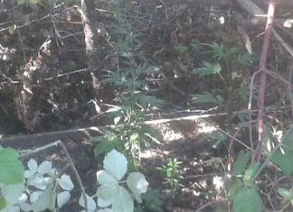39χρονος καλλιεργούσε χασίς στην αυλή του στον Αη Βλάση