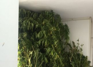 Συνελήφθη 41χρονος με χασισοφυτεία στον Βάρνακα Ξηρομέρου