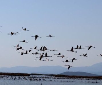 Αμβρακικός: Το ζεστό φιορδ της Ελλάδας