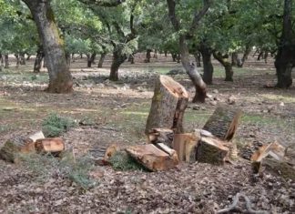 Λαθροϋλοτόμοι κόβουν βελανιδιές στο δρυοδάσος “Φαγιά” στην Πάλαιρο