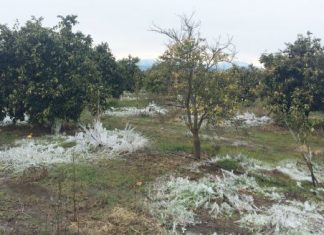 Τι απαντά το Υπουργείο για το παγετό στα εσπεριδοειδή