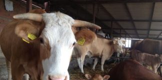 Απογραφή ζωικού κεφαλαίου βοοειδών Π.Ε Αιτωλοακαρνανίας