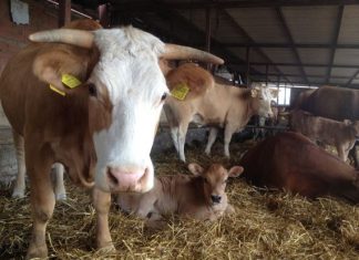 Εμείς τα ανύπαρκτα μοσχάρια στη Λεπενού γίναμε άραγε επενδύσεις ή μήπως ουίσκια και πουτάνες, που λέει και ο Ολλανδός