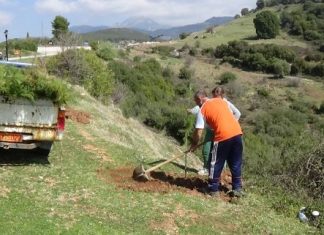 Δενδροφύτευση στο Μέγα Δένδρο