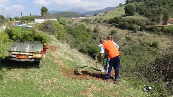 ΔΕΝΔΡΟΦΥΤΕΥΣΗ