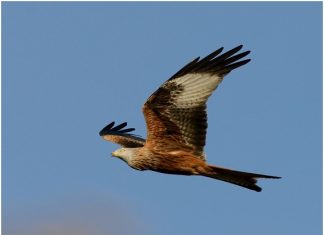 Μια ιστορία ενός ψαλιδιάρη που πιάστηκε στην Σλοβακία και πέθανε στην Ελλάδα