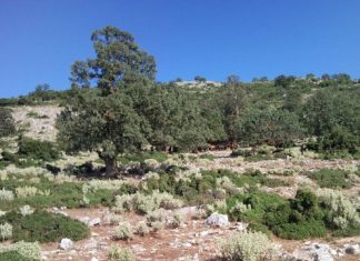 Πρόταση για κτηνοτροφικό πάρκο στον Πεταλά