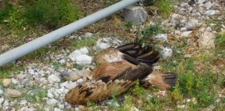 Σοβαρό περιστατικό δηλητηρίασης με νεκρά Όρνια σε εξέλιξη στην περιοχή Κλεισούρας – Αράκυνθου