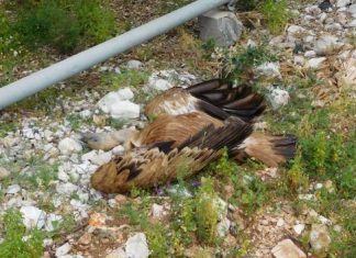 Σοβαρό περιστατικό δηλητηρίασης με νεκρά Όρνια σε εξέλιξη στην περιοχή Κλεισούρας – Αράκυνθου