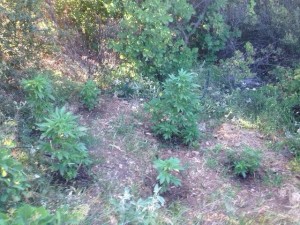 ΤΔΝ ΑΓΡΙΝΙΟΥ