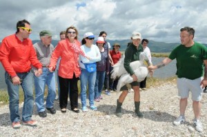 απελευθέρωση αργυροπελεκάνου (1)