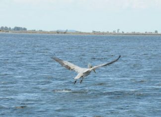 Συνάντηση δικτύωσης για τους αργυροπελεκάνους από τους Φορείς Διαχείρισης του δυτικού άξονα