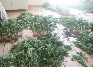 Τι αναφέρει η Αστυνομία για τη χασισοφυτεία με τα 66 δενδρύλλια στη Βόνιτσα