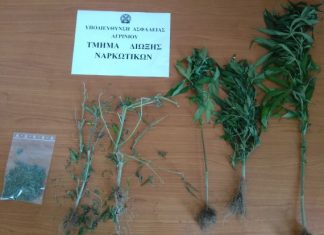 50χρονος στο Καινούργιο καλλιεργούσε χασίς στην αυλή του