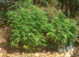 44χρονος στην Κατούνα καλλιεργούσε χασίς στην αυλή του σπιτιού του