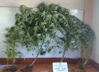 54χρονος καλλιεργούσε χασίς στον κήπο του σε χωριό της Αμφιλοχίας