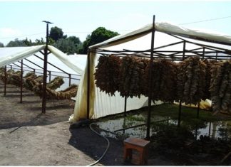 Καπνοκαλλιεργητές, οι άνθρωποι του μόχθου που δουλεύουν για 7 ευρώ την ημέρα…