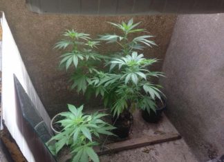 Καλλιεργούσε χασίς σε εγκαταλελειμμένη στέρνα στο Καινούργιο