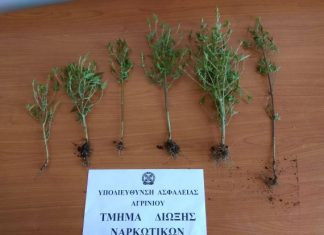 Συνελήφθη 40χρονος στο Δοκίμι με δενδρύλλια χασίς