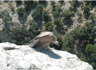 Απελευθέρωση όρνιου στον Aράκυνθο