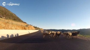 Σε ένα σημαντικό μέρος της παράκαμψης Αμφιλοχίας τα έργα είχαν προχωρήσει αρκετά, αλλά σταμάτησαν και τα τελευταία 3-4 χρόνια στον υπό κατασκευή δρόμο κάνουν βόλτες τα πρόβατα...