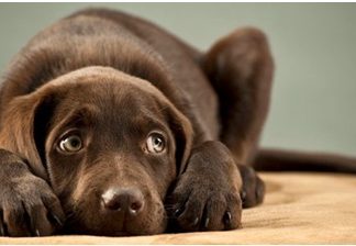 Δώστε την σωστή ξηρά τροφή στον σκύλο σας