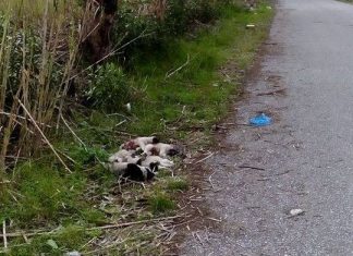 Έρευνα από την Αστυνομία για τη θανάτωση με πυροβολισμό επτά κουταβιών στο Μεσολόγγι